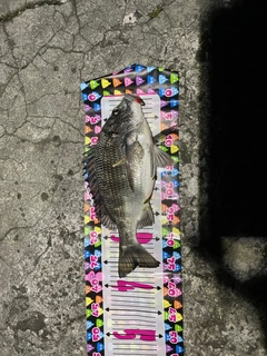 クロダイの釣果