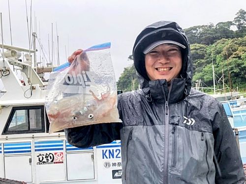 マルイカの釣果