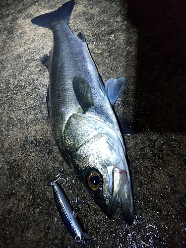 シーバスの釣果