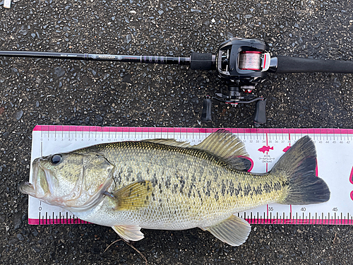 ブラックバスの釣果