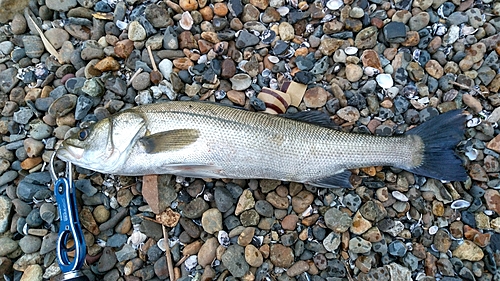 釣果