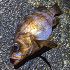 メバルの釣果