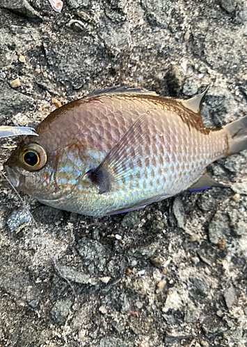 スズメダイの釣果