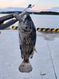 ソイの釣果