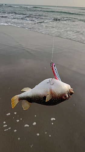 クサフグの釣果