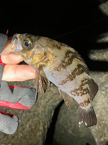 メバルの釣果