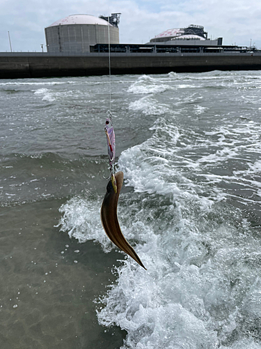 シタビラメの釣果