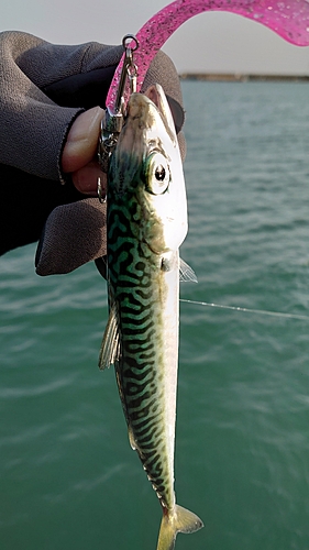 サバの釣果