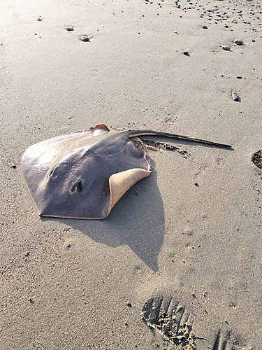 エイの釣果