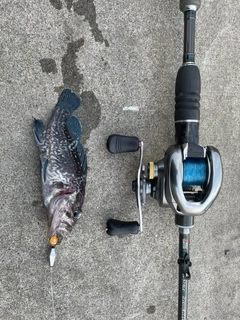 シマゾイの釣果