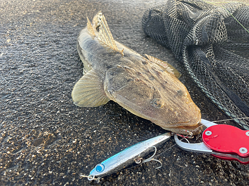 マゴチの釣果