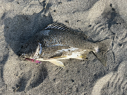 キビレの釣果