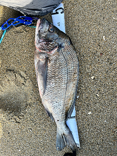 チヌの釣果