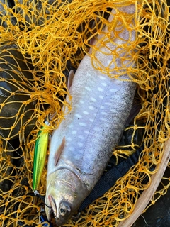 アメマスの釣果