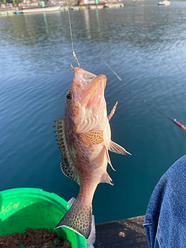 イソベラの釣果