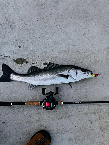 シーバスの釣果