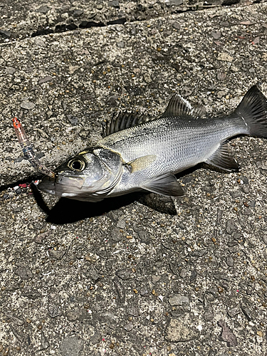 セイゴ（マルスズキ）の釣果