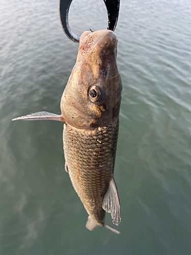 ニゴイの釣果