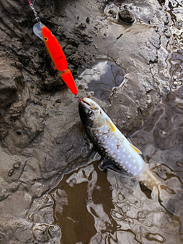 アメマスの釣果