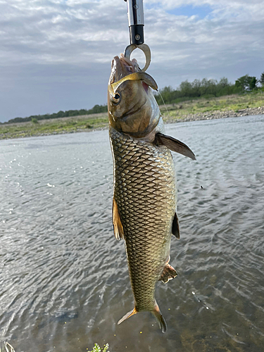 ニゴイの釣果