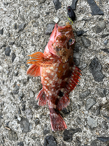 カサゴの釣果