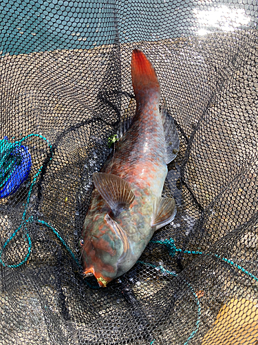 ブダイの釣果