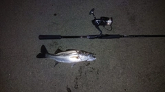 セイゴ（マルスズキ）の釣果