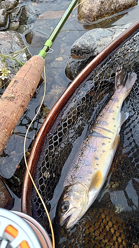 ヤマメの釣果