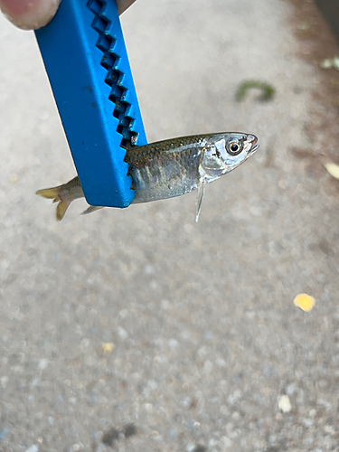 オイカワの釣果