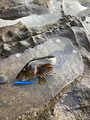 アイナメの釣果