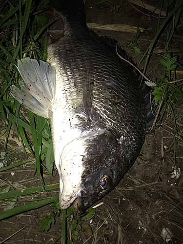 チヌの釣果