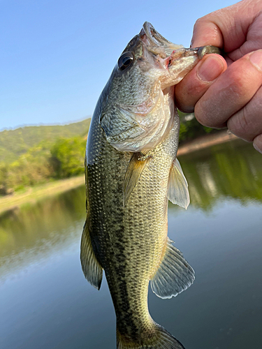 ラージマウスバスの釣果