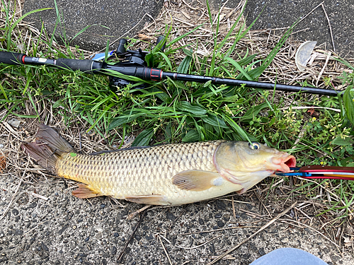 コイの釣果