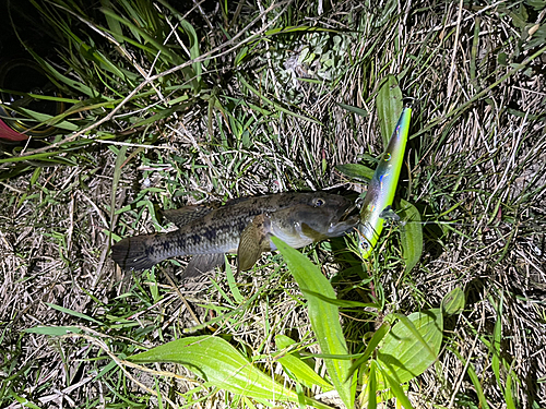 ウロハゼの釣果