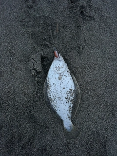 ソゲの釣果