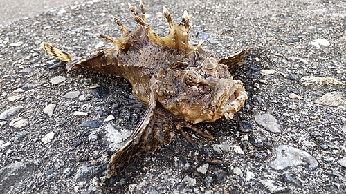 オニオコゼの釣果