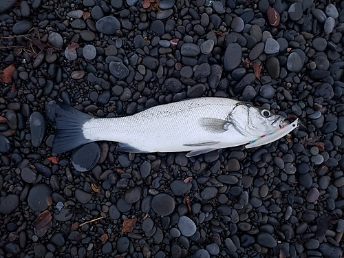 フッコ（ヒラスズキ）の釣果