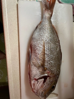 タイの釣果