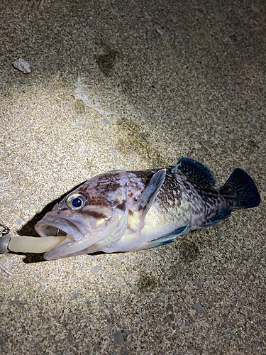 ソイの釣果