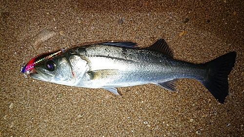 セイゴ（マルスズキ）の釣果