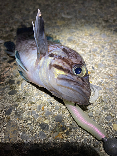 ソイの釣果