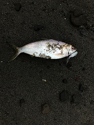 コノシロの釣果