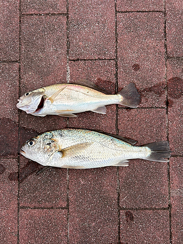 イシモチの釣果