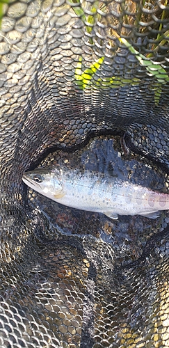 アマゴの釣果