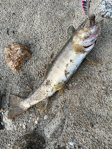 イワナの釣果