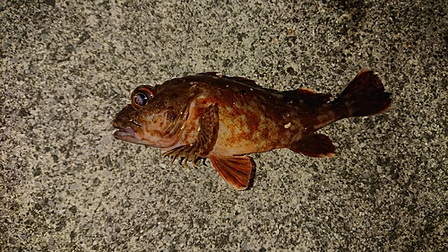 カサゴの釣果