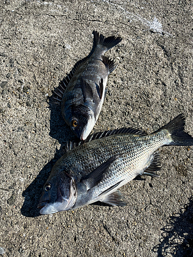 釣果