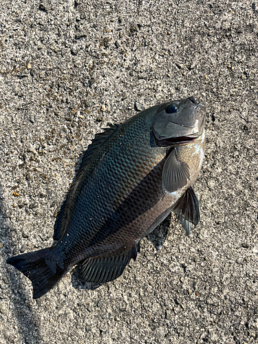 釣果