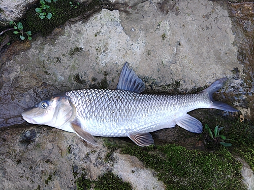 ニゴイの釣果