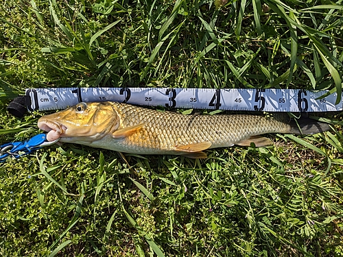 ニゴイの釣果